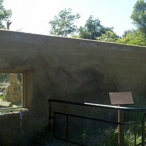 Chimp viewing windows