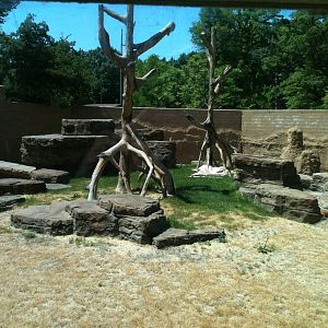 Chimp Exhibit