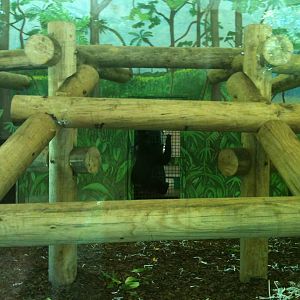 Indoor Chimp Viewing