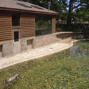 American Alligator Exhibit