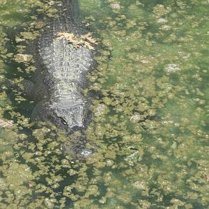 American Alligator