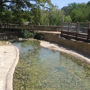 American Alligator Exhibit