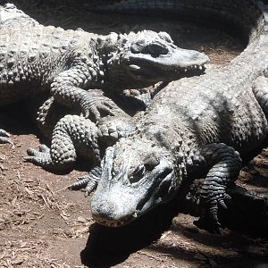 Chinese Alligators