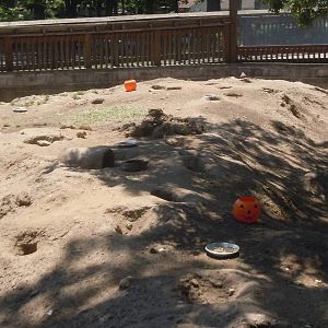 Prairie dog exhibit