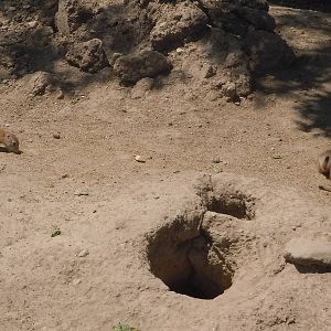 Prairie dog babies