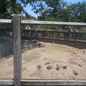 Prairie dog exhibit