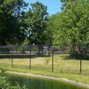 African Wild Dog Exhibit