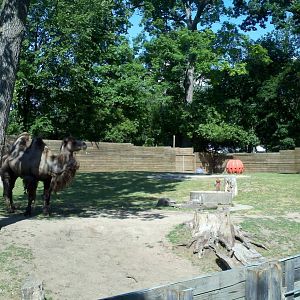 bactrian camel exhibit
