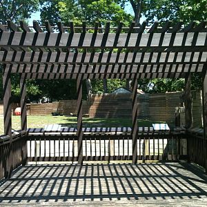 bactrian camel viewing deck