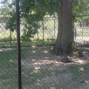 collared peccary exhibit