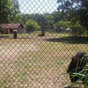 Bison Exhibit
