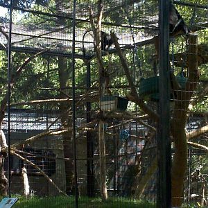 diana monkey exhibit