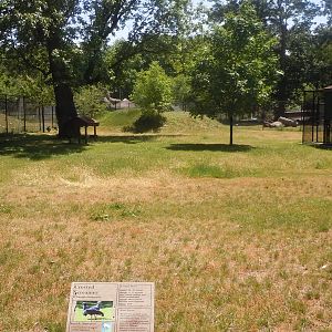 crested screamer exhibit