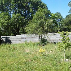 white-naped crane exhibit