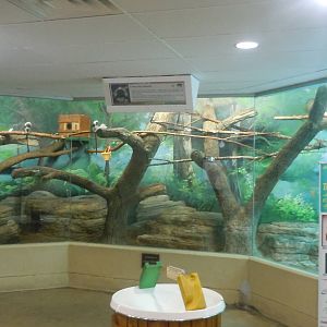 Cotton Top Tamarin exhibit