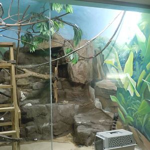 Ring-Tailed Lemur exhibit