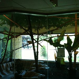 golden lion tamarin exhibit