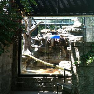 Colobus Monkey 1st viewing window.