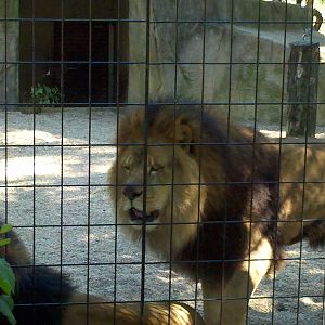 Lion Exhibit