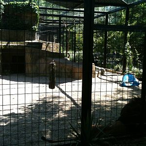 Lion Exhibit