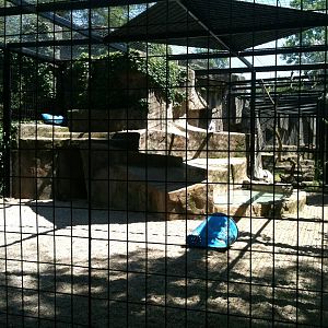 Lion Exhibit