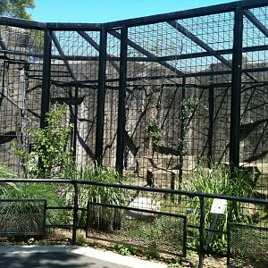Lion Exhibit