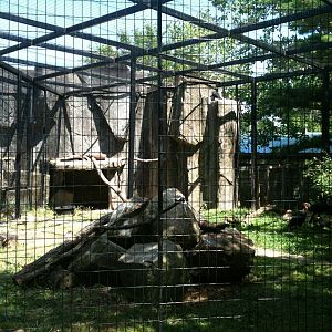 African Ground Hornbill Exhibit