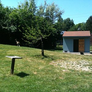 Australian Walk-a-bout