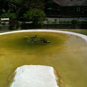 Australian Walk-a-bout- Black Swan