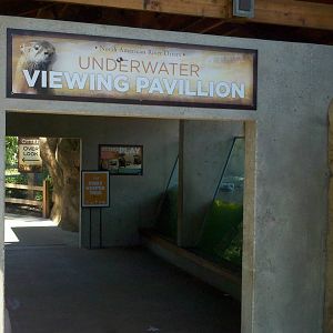 River otter-Underwater viewing area.