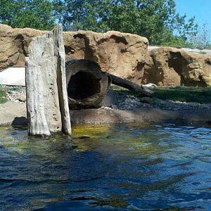 River Otter Exhibit.