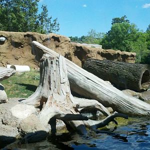 River otter exhibit