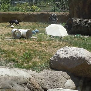River Otter Exhibit.