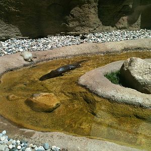 River otter Exhibit.