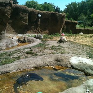 River otter exhibit