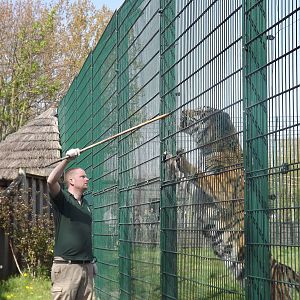 Amur Tiger feeding at Blackpool Zoo 13/05/12