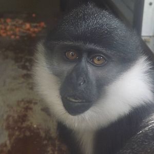 L'Hoest's Monkey at Blackpool Zoo 13/05/12