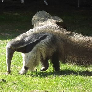 Giant Anteater at Blackpool Zoo 13/05/12
