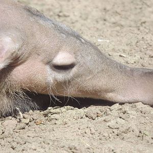 Aardvark at Blackpool Zoo 13/05/12