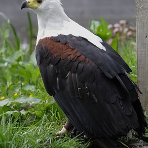 African fish eagle