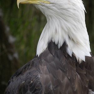 Bald eagle