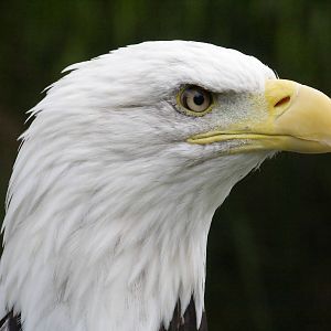Bald eagle