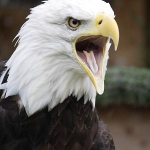 Bald eagle