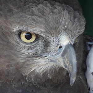 Martial eagle