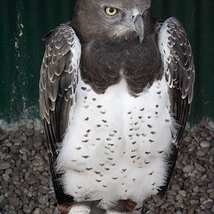 Martial eagle