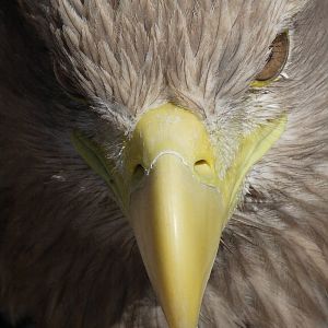 White-tailed sea eagle
