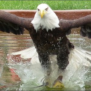 Bald eagle