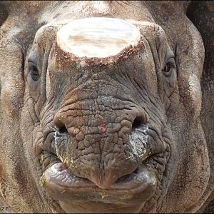 Indian rhino