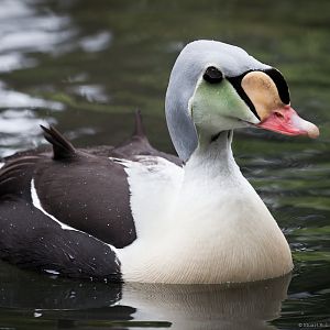 King Eider - Hillside Bird Oasis - 03/06/2012