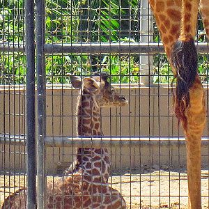 One day old baby Masai Giraffe